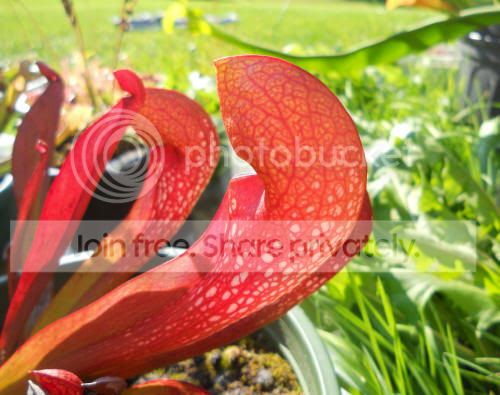 SpstXminor_9-13-11.jpg