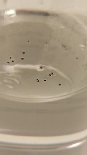 14022964468_137da023ae_n.jpg