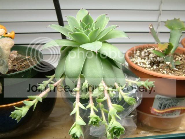 Moreplants023.jpg