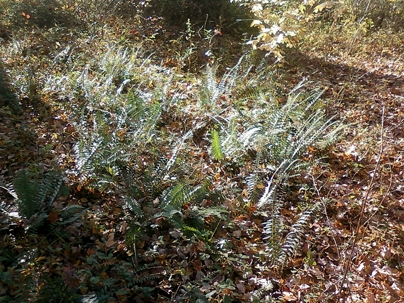 ferns.jpg