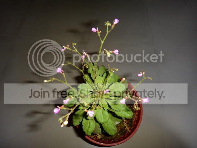 Stylidium_semipartitum_flowering_plant1.jpg