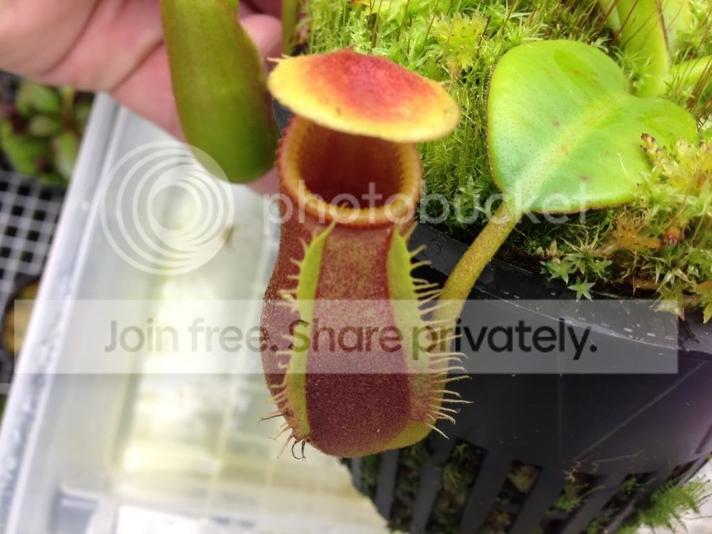 image_zps4345f3dd.jpg