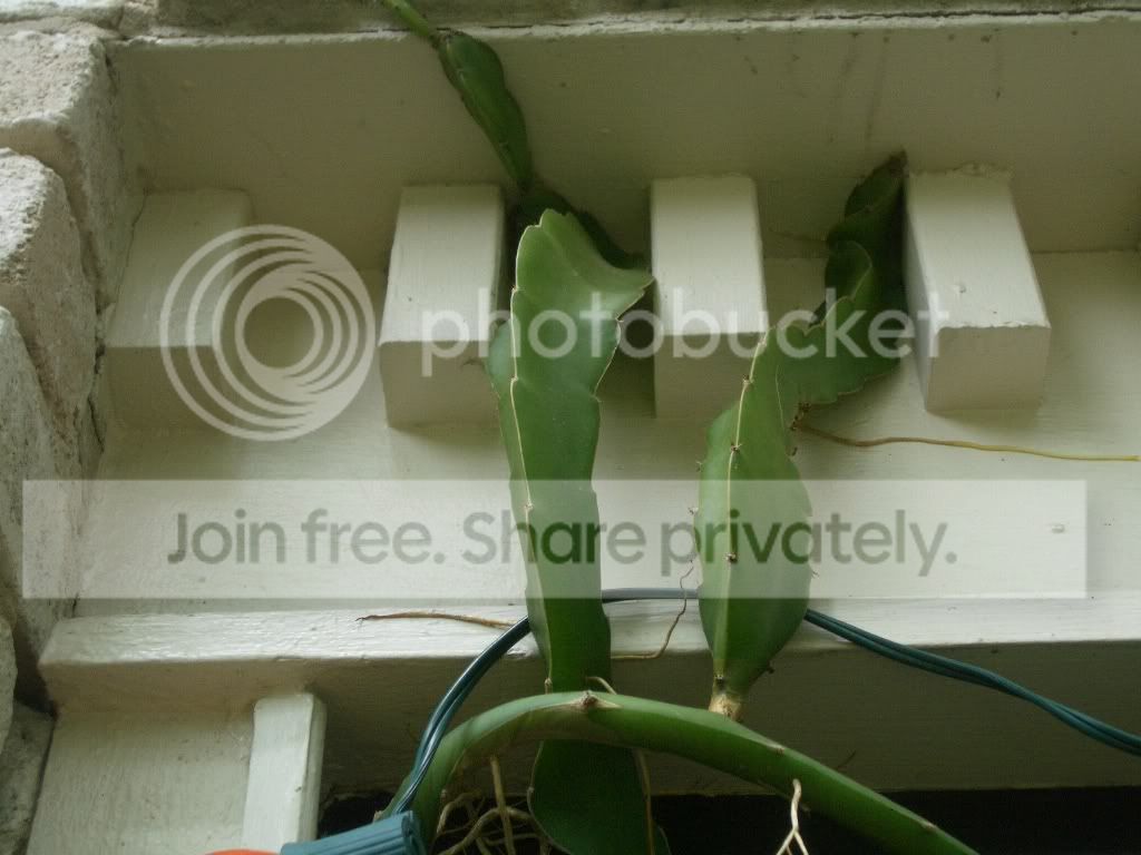 IMGP6525.jpg