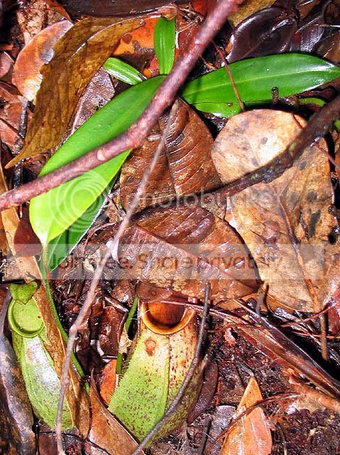 Sant5.jpg