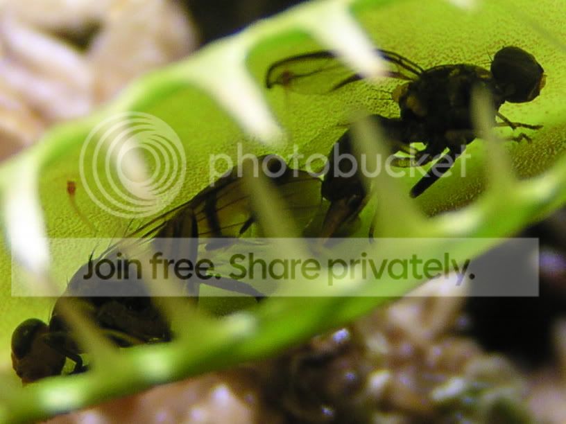 VFT_ants_closeup.jpg