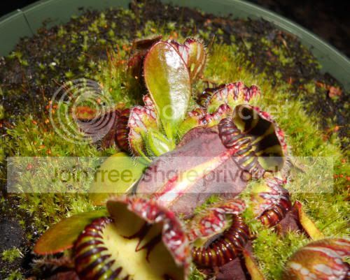 cephalotus_5-6-11.jpg