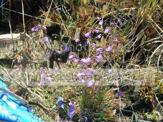 DSCN4330.jpg
