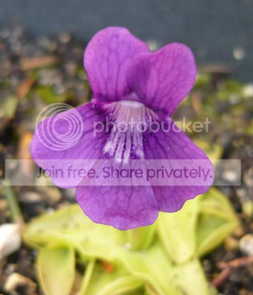 P_grandiflora_2012.jpg