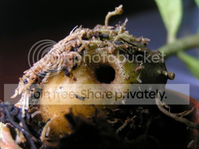 PICT0382.jpg