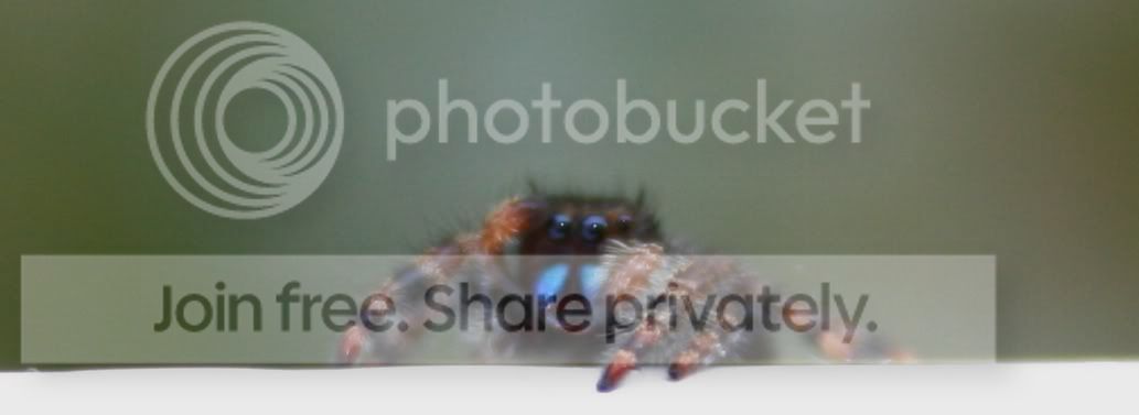 spider1-1.jpg