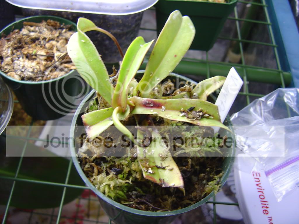 newplantsandupdate11-17-08003.jpg