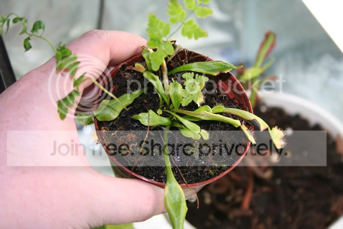 mysteryfern.jpg