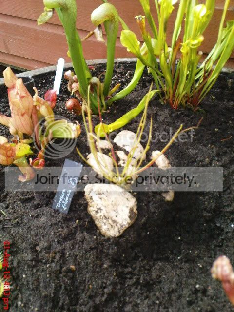 vft011.jpg
