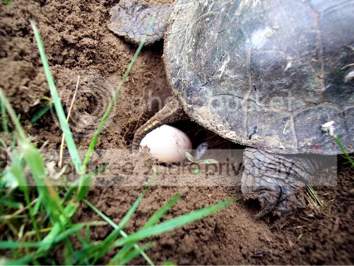 TURTLEEGG.jpg