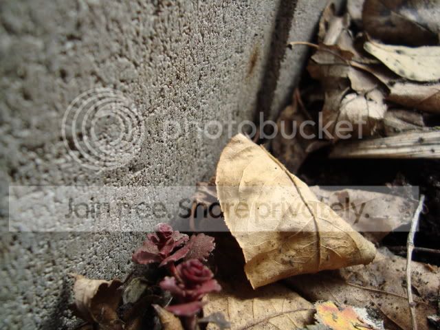 DSC00228.jpg