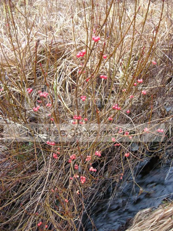 DSCN5622.jpg