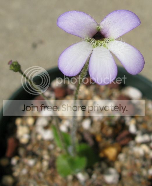 IMG_9647-P-heterophylla-flower-July-31-2012.jpg