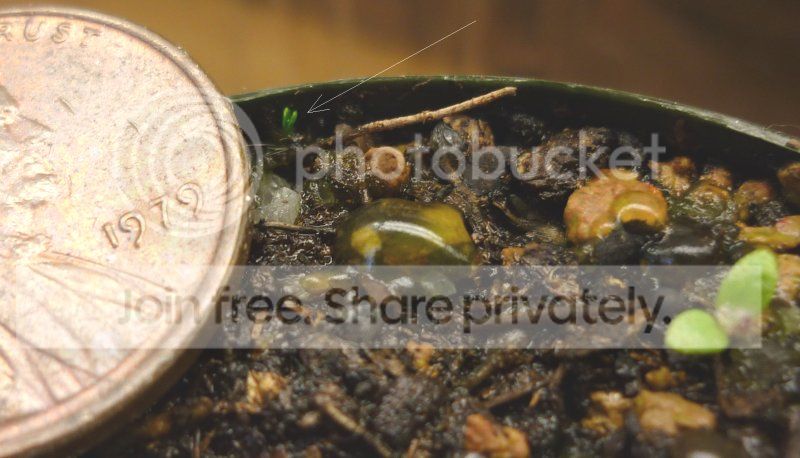 Cephseedlingday1122211RS.jpg