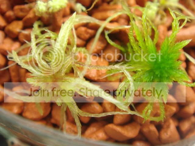sphagnum_moss_cz.jpg