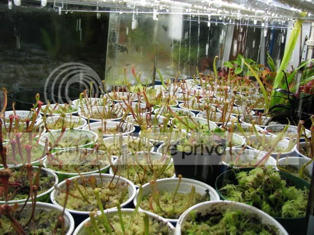 Shelf_1657.jpg