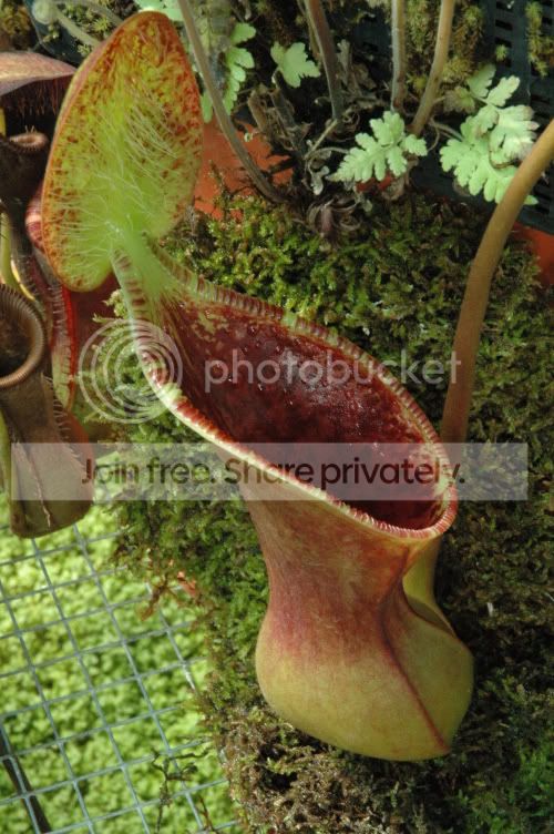 2006-6-7_N_lowii_Wistuba_plants020.jpg
