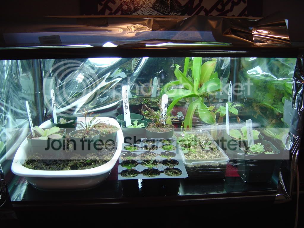 TCHamataandTerrariumReset002.jpg