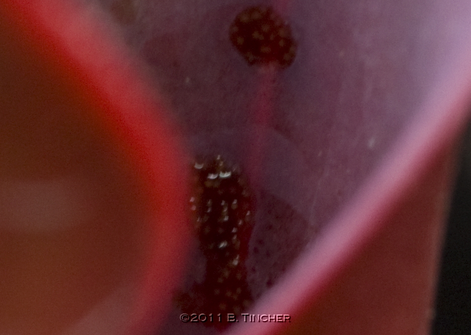 IMG_22392_hf.jpg