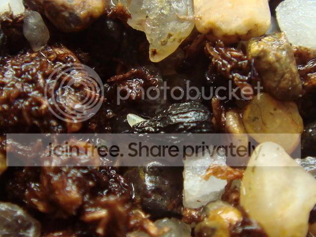 drosophyllum_seed1.jpg