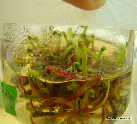 Ascendens_Bandeira_Peak_tissue_culture_post.JPG