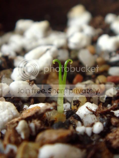 drosophyllumseedling_14Jun11.jpg