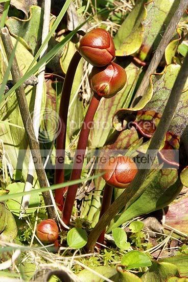 CP-Pine-Grove-Sarflower.jpg