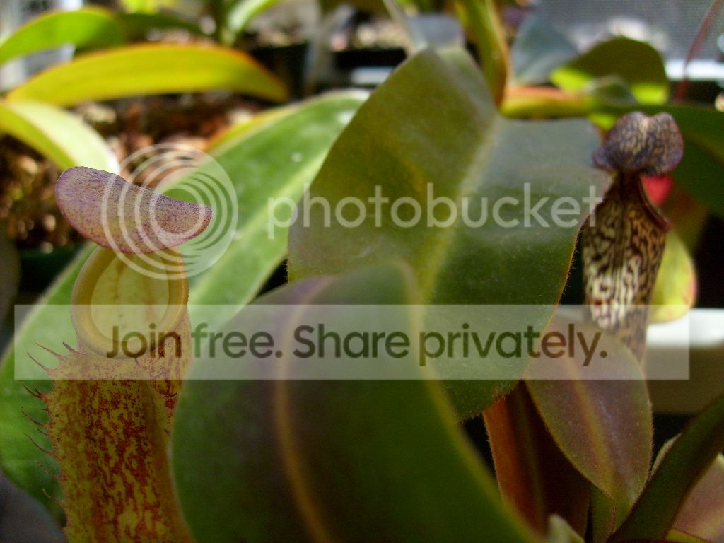 S6301332_zps44b63f17.jpg