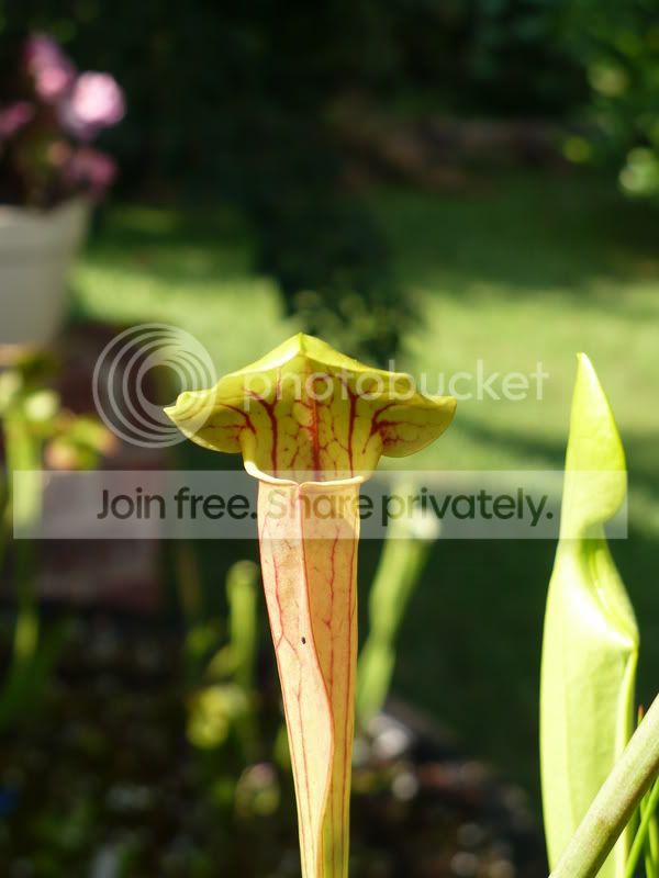 RoxiesBackyardBogs032.jpg