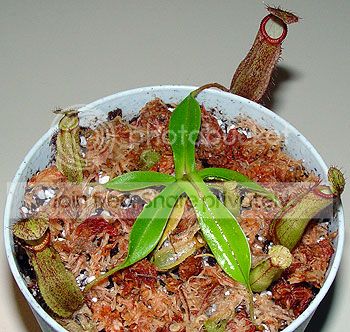 NRokkoXhamata.jpg