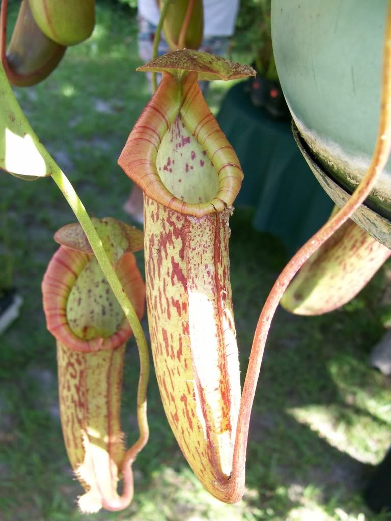 plantshow11.jpg