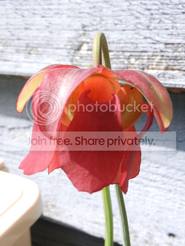 Bloomed036.jpg