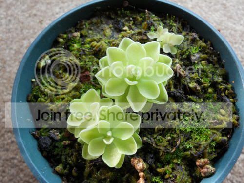 Pjuavamensis_11-30-10.jpg