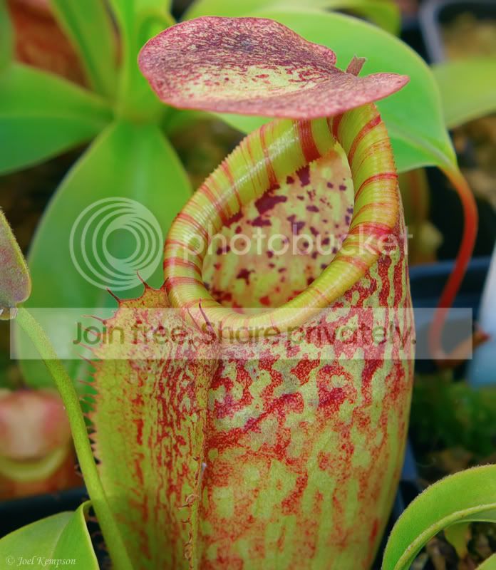 MixtaxMaximaxTalangensis.jpg