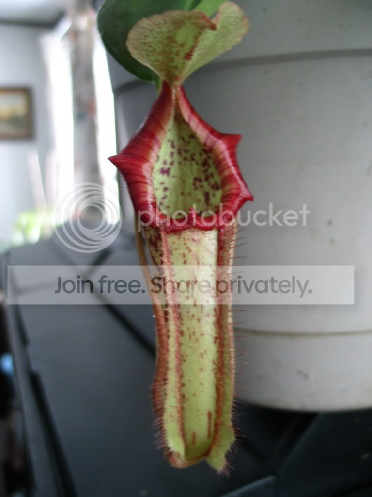 cps019.jpg