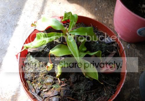 Nvikingplant_5-5-11.jpg