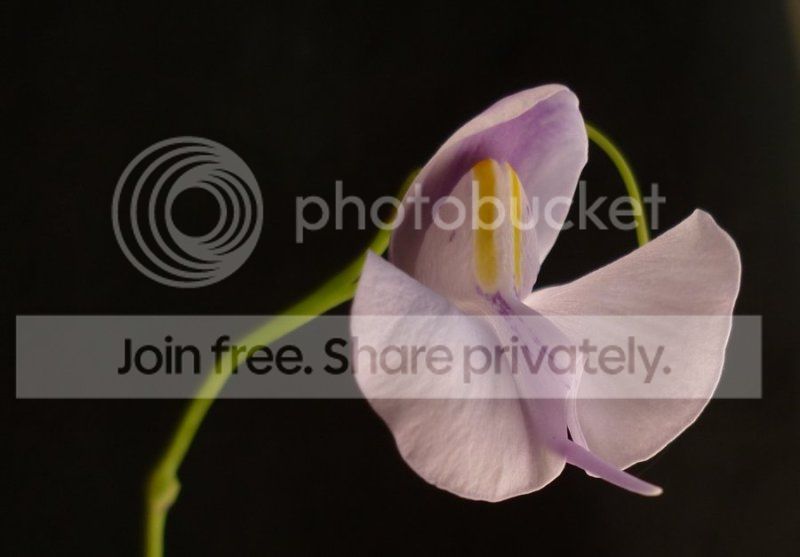 Ureniformisfcourteflower3-4aRS091612.jpg
