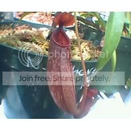 NTHORELIIXARISTOLOCHIOIDES.jpg