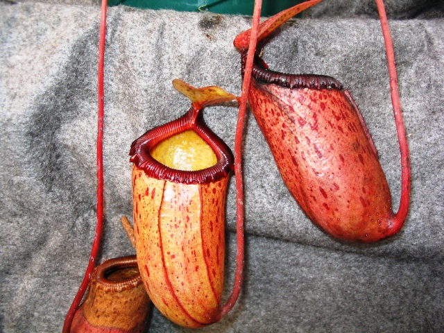 sibuyanensis.jpg