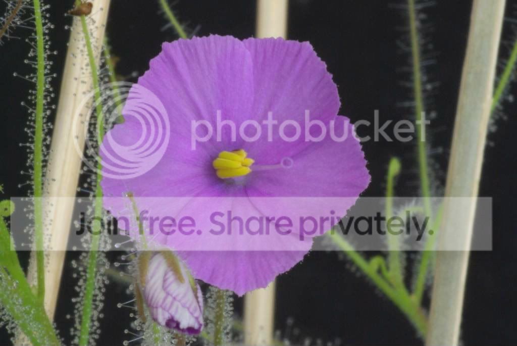 IMGP5659.jpg