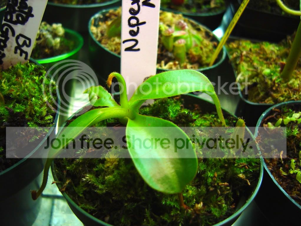tentaculatamacrophyllahamata004.jpg