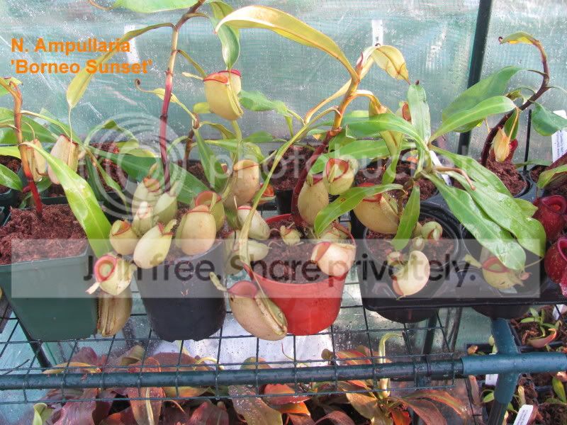 borneosunsetgreenhouse.jpg
