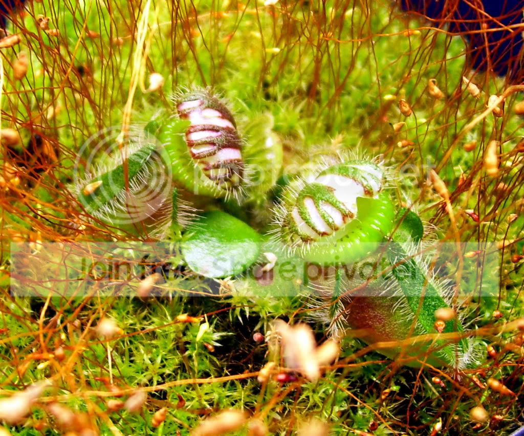 100_7498.jpg