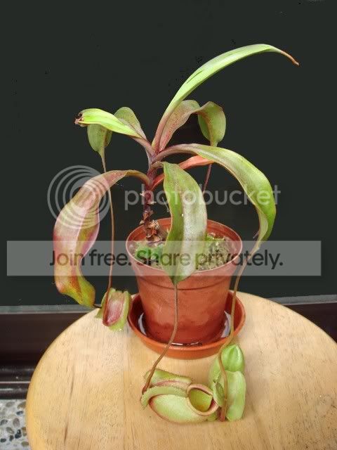 viking_plant.jpg