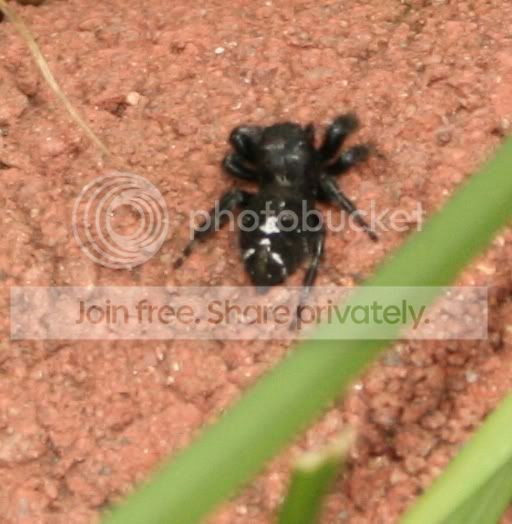 spiderbite3.jpg