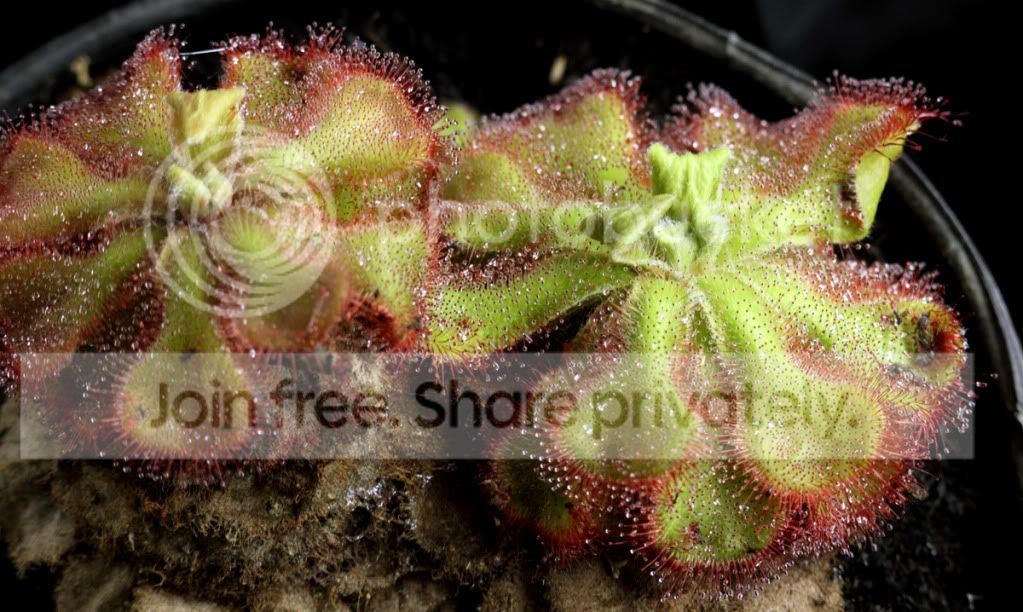 cunefolia-full.jpg